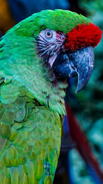 Close-up of parrot