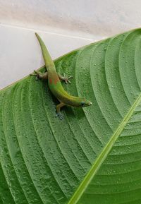 High angle view of insect on leaf