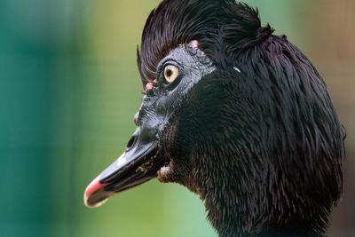 Close-up of a bird