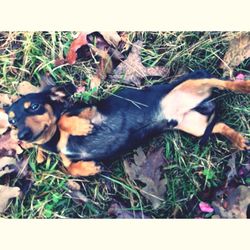 domestic animals