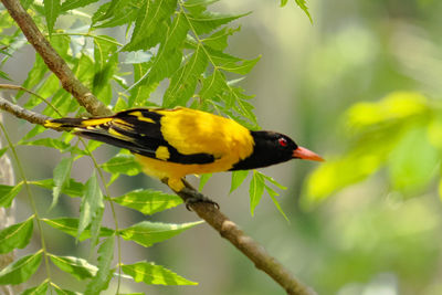 Close-up of bird perching on branch