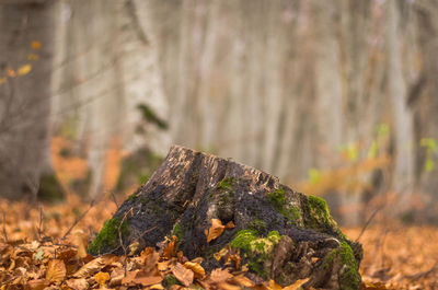 Close-up of tree stump in forest