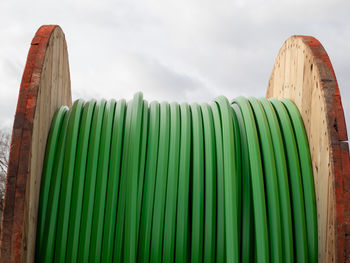 Low angle view of bamboos