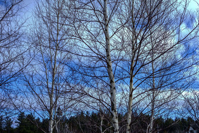 Low angle view of bare trees against sky