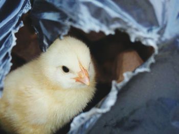 Close-up of baby chicken in torn plastic bag