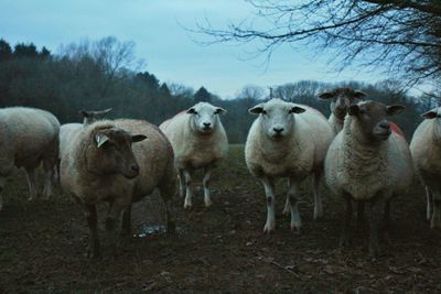 Sheep standing in a field