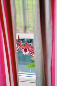 Flower on window sill seen through curtain