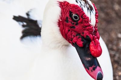 Close-up of a bird