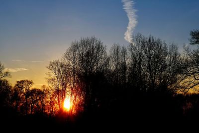 Silhouette trees against sky during sunset