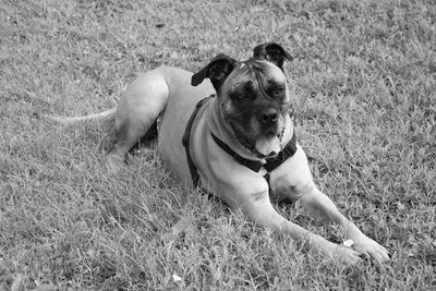 Dog relaxing on field