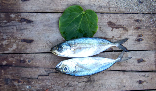 High angle view of fish on table