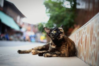 Close-up portrait of a cat