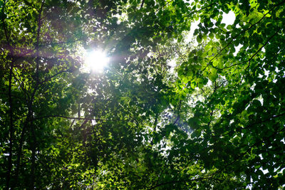 Sun shining through trees