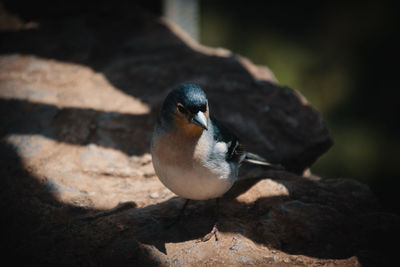 Close-up of bird perching on rock