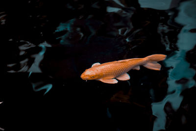 Fish swimming in pond