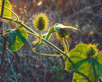 Close-up of flowering plant