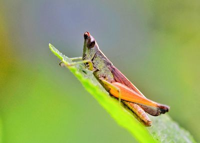 Close-up of grasshopper on leaf