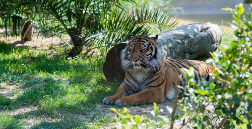 Tiger by plants