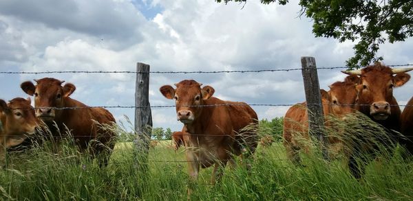 Cow grazing against cloudy sky