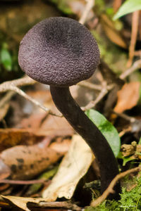 Close-up of mushroom