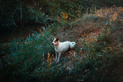 High angle view of dog standing on land