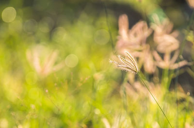 Close-up of crop growing on field