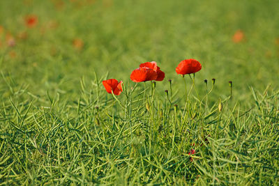 Red poppy flowers growing in field