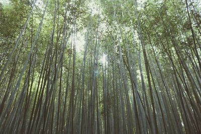 Low angle view of bamboos in forest