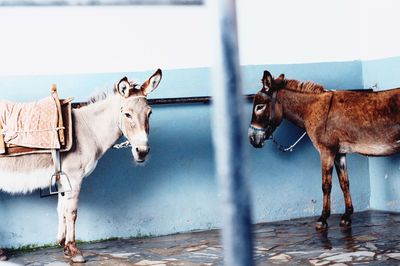 Horses standing against wall