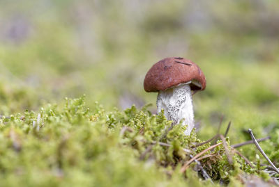 Close-up of mushroom growing on field