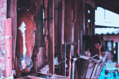 Horse's shy on background view.