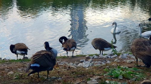 Flock of birds on lakeshore