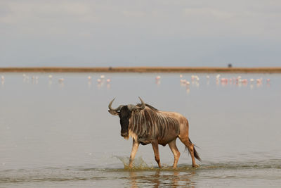 Wildebeest walking through the water at amboseli