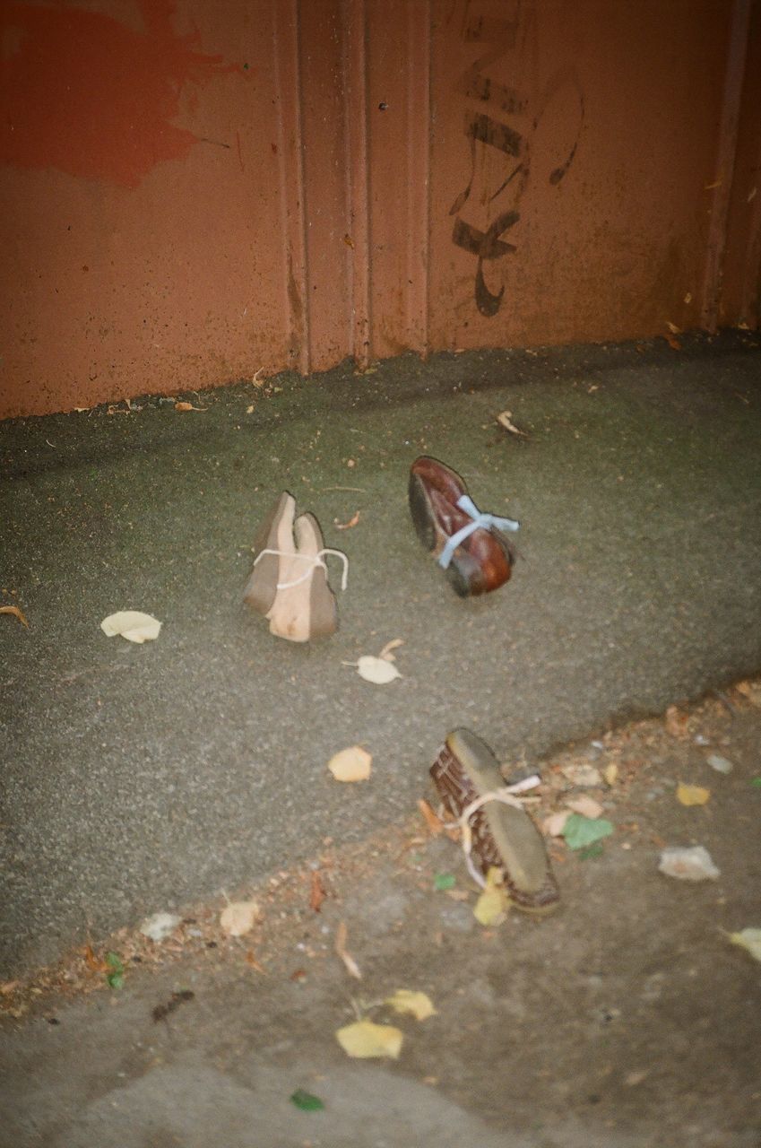 HIGH ANGLE VIEW OF A BIRD ON FLOOR