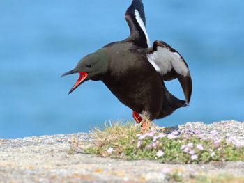 Close-up of bird perching on a water