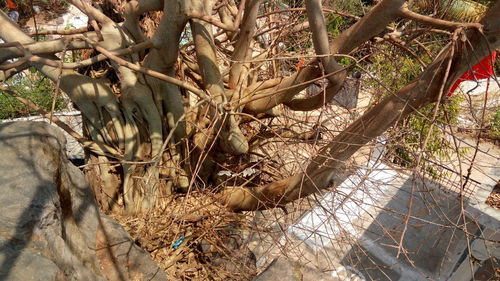 Close-up of cactus