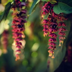 Close-up of red flowering plant