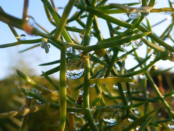 Close-up of insect on leaf