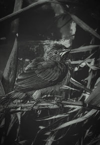 Close-up of bird perching on tree