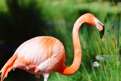 Close-up of flamingo