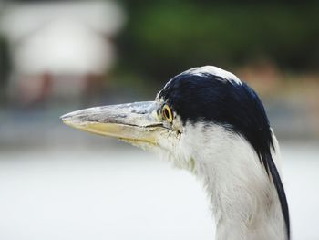 Close-up of bird