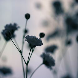 Close-up of flower buds