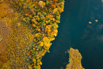 High angle view of yellow plants by lake