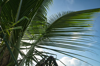 Low angle view of palm trees against sky