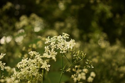 Close-up of flowering plant on land