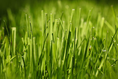 Close-up of wet crops on field