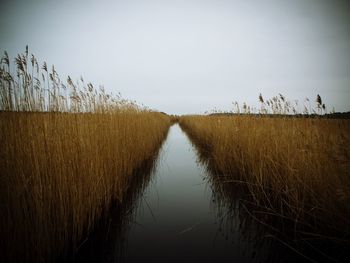 Narrow canal along trees