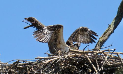 Low angle view of osprey flying against clear sky