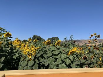 Scenic view of flowering plants against clear blue sky