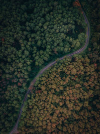 High angle view of road amidst trees on field